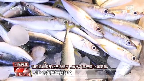 又是開漁季，走，跟著記者去趕海尋鮮